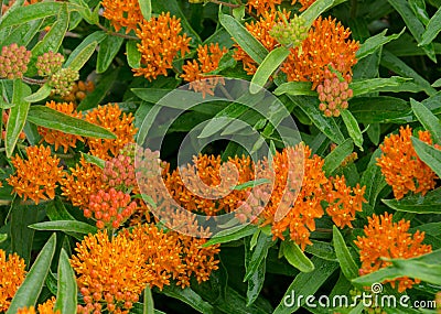 Butterfly Weed â€“ Asclepias tuberosa Stock Photo
